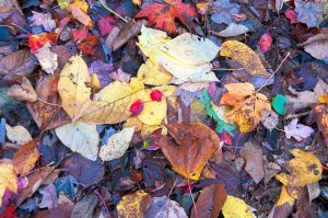 15  DB322A-Leaves-along-Newbury-Trail-SRKG-1.jpg